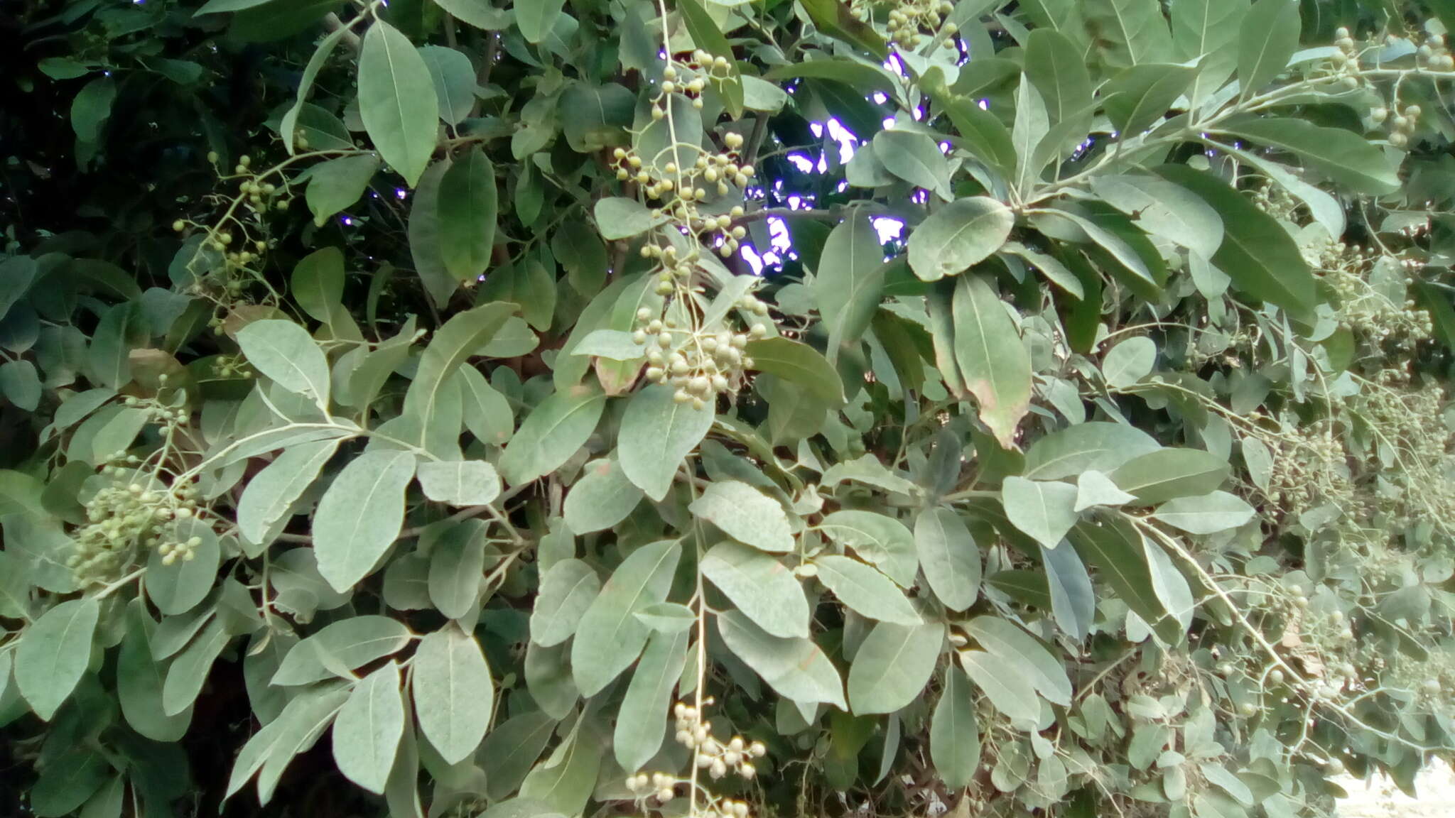 Image of Ehretia tinifolia L.