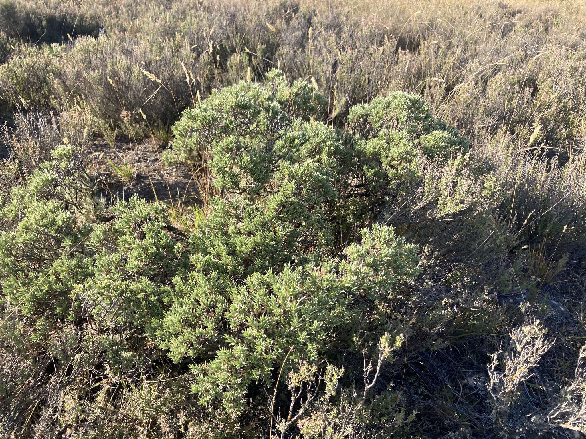Image of Pimelea aridula subsp. aridula