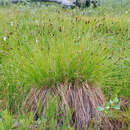 Carex appendiculata (Trautv. & C. A. Mey.) Kük. resmi