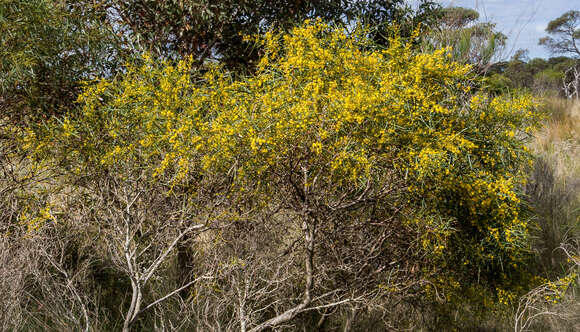 Image of Acacia rostellifera Benth.