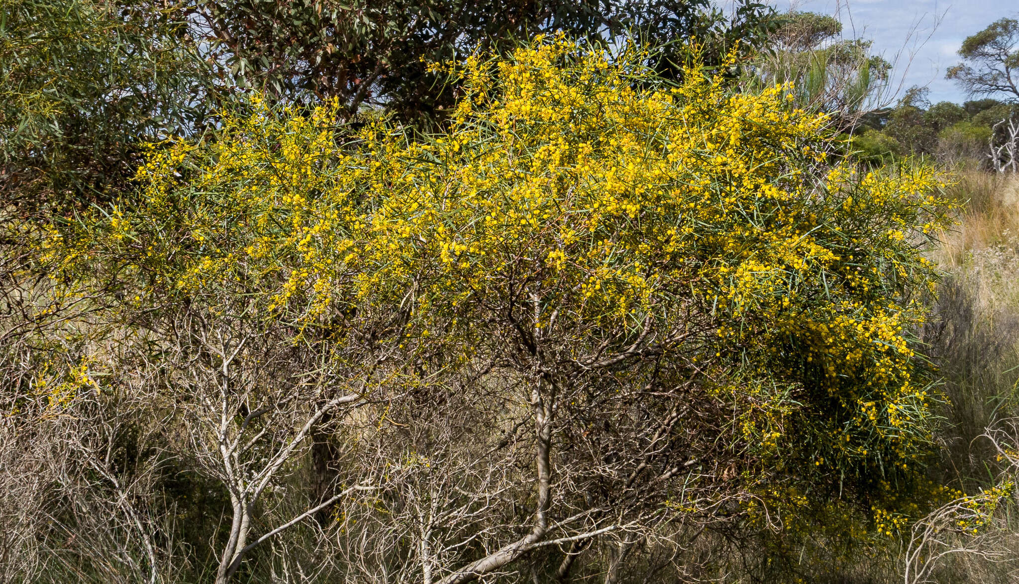 Plancia ëd Acacia rostellifera Benth.