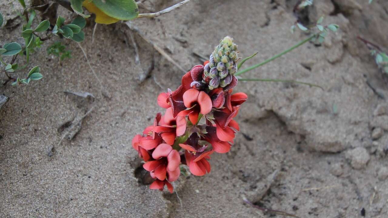 Image of Indigofera procumbens L.