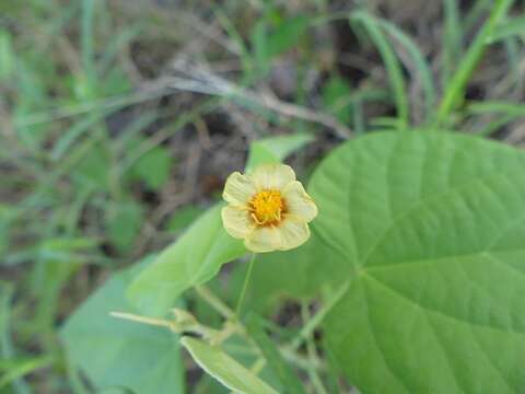 Image of viscid mallow