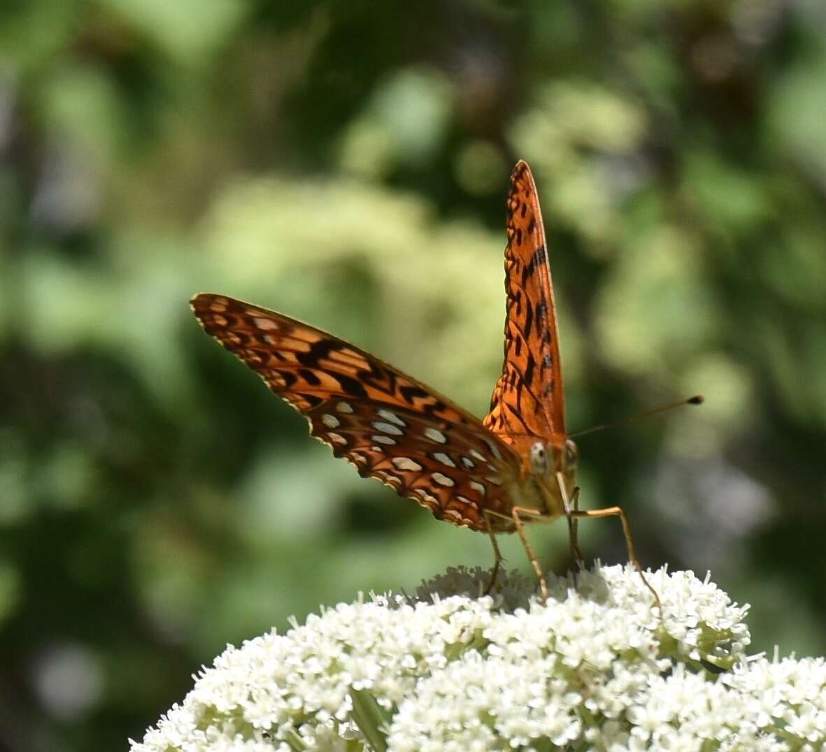 Image of Speyeria coronis carolae Dos Passos & Grey 1942