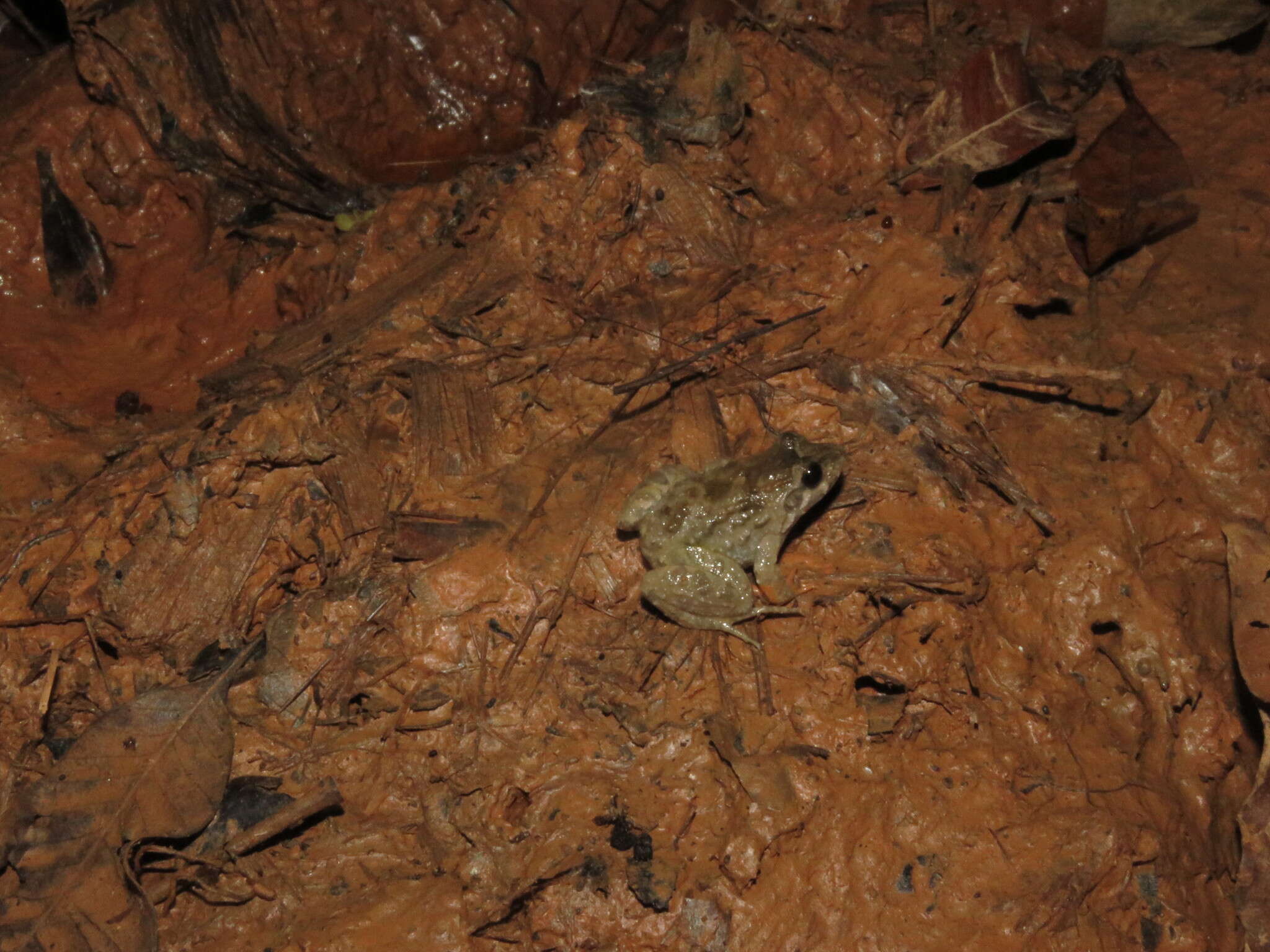 Image de Leptodactylus griseigularis (Henle 1981)