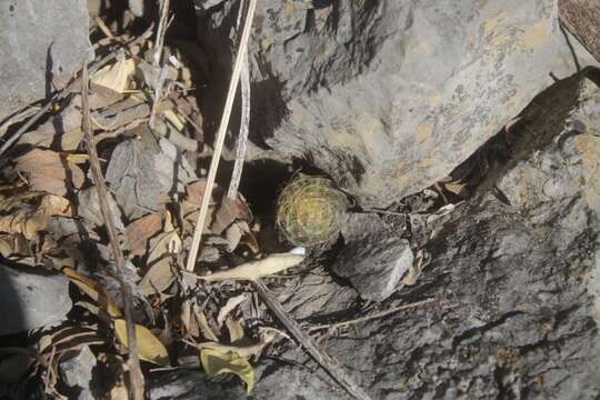 Image of Mammillaria schiedeana subsp. dumetorum (J. A. Purpus) D. R. Hunt