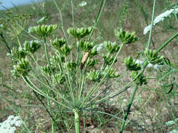 Image of Ammi majus L.