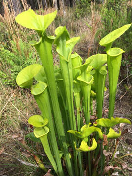 Image of Yellow pitcher plant