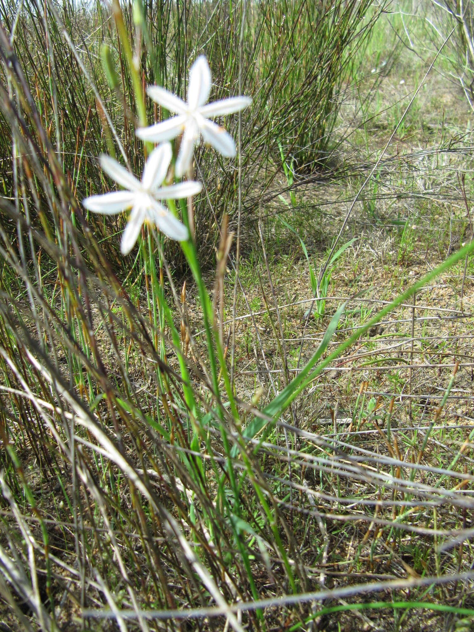 Image of Trachyandra hirsuta (Thunb.) Kunth