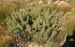 Image of Berkheya cruciata subsp. cruciata