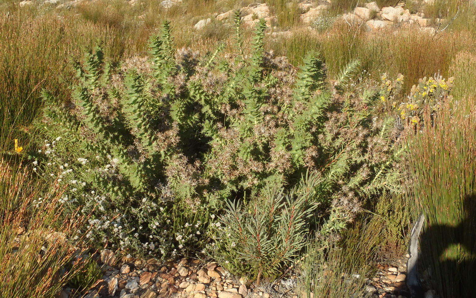 Sivun Berkheya cruciata subsp. cruciata kuva