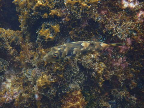 Image of Guinean Puffer