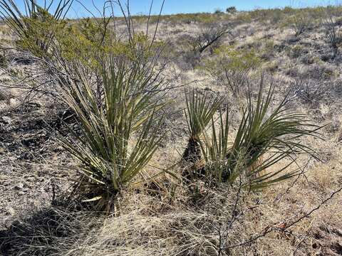 Image of Yucca baccata var. brevifolia L. D. Benson & Darrow