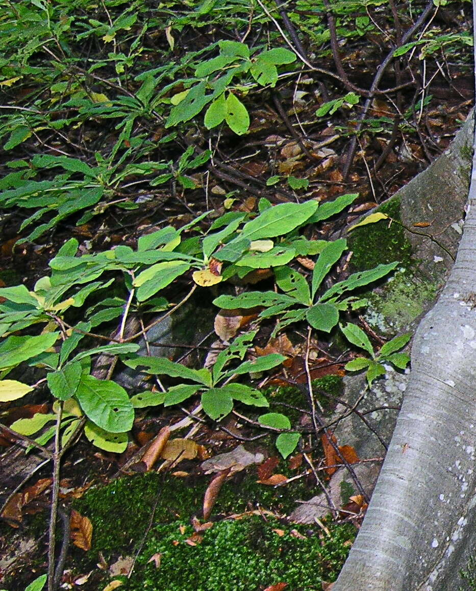 Image of Yellow Azalea