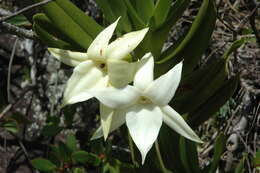 Image of Angraecum sororium Schltr.