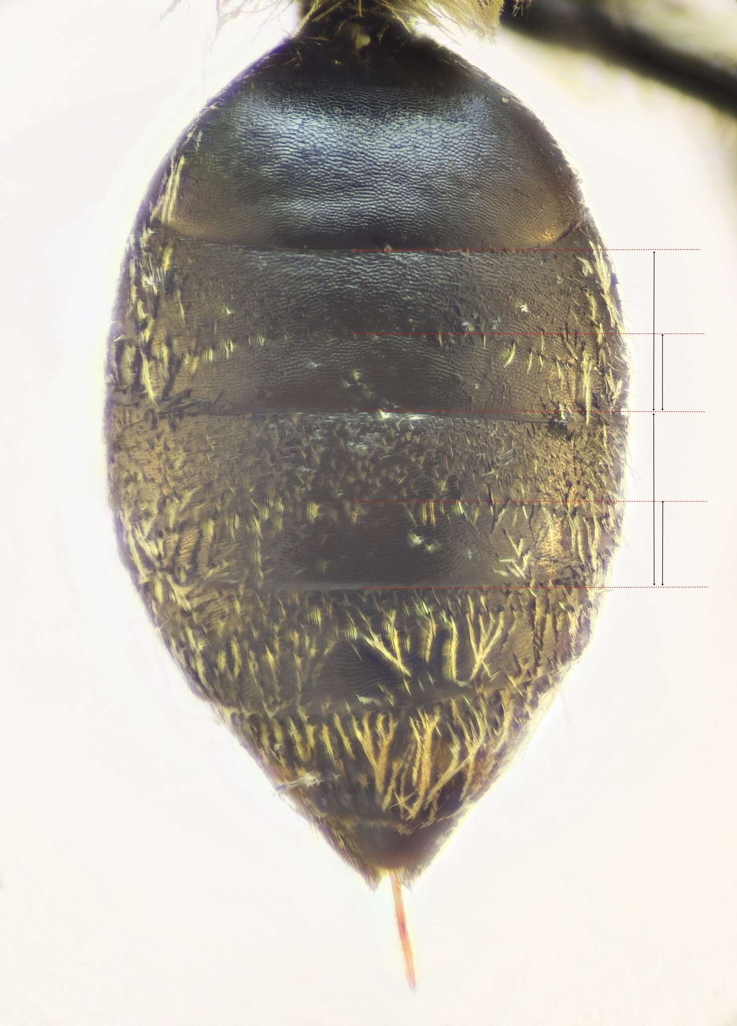 Andrena minutula (Kirby 1802) resmi