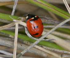 صورة Coccinella transversoguttata Faldermann 1835