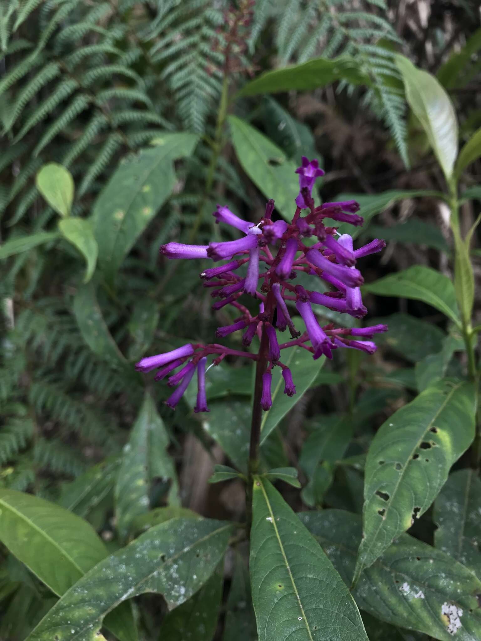 Palicourea angustifolia Kunth resmi