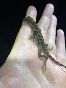 Image of Water  Anole