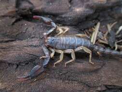 صورة Uroctonus