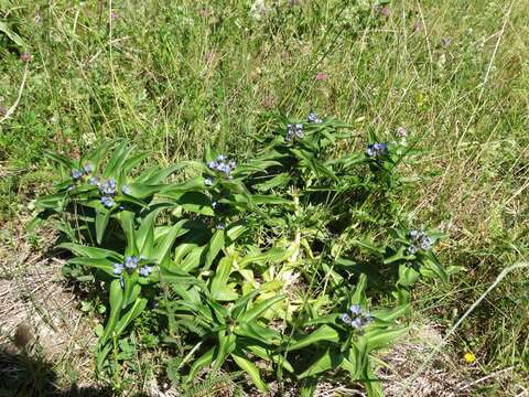 Image of Gentiana cruciata subsp. cruciata