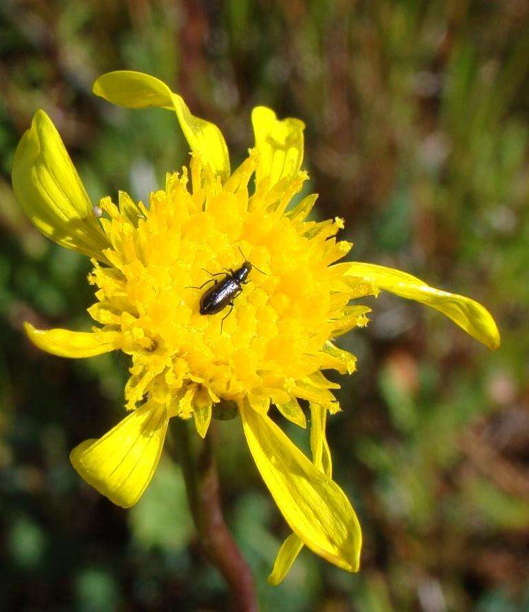 Image of Bertilia hantamensis (J. C. Manning & Goldblatt) Cron