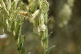 Image of Onosma echioides subsp. dalmatica (Scheele) Peruzzi & N. G. Passal.