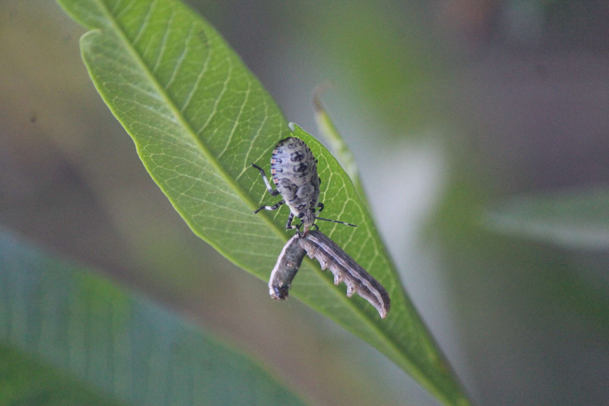 Image of Apateticus (Apateticus) lineolatus (Herrich-Schaeffer 1840)