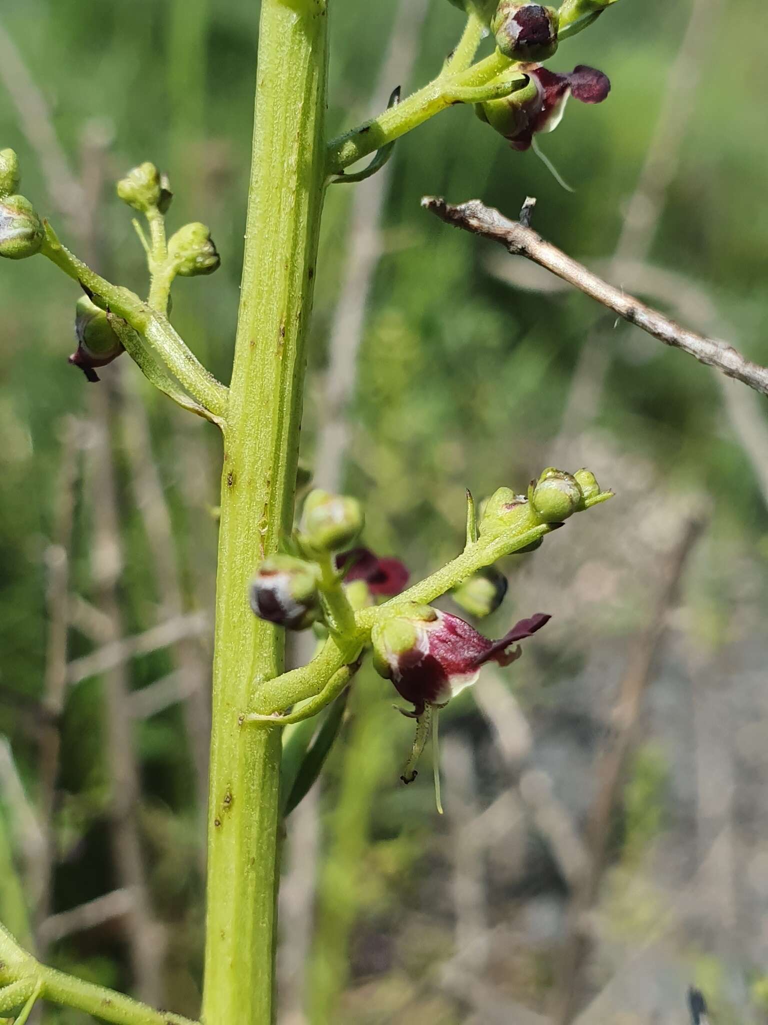 Image of Scrophularia peyronii Post