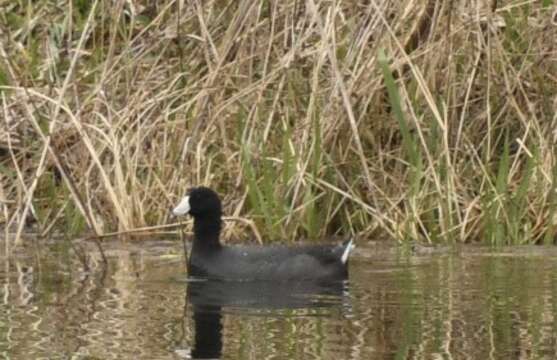 Image of North American Coot