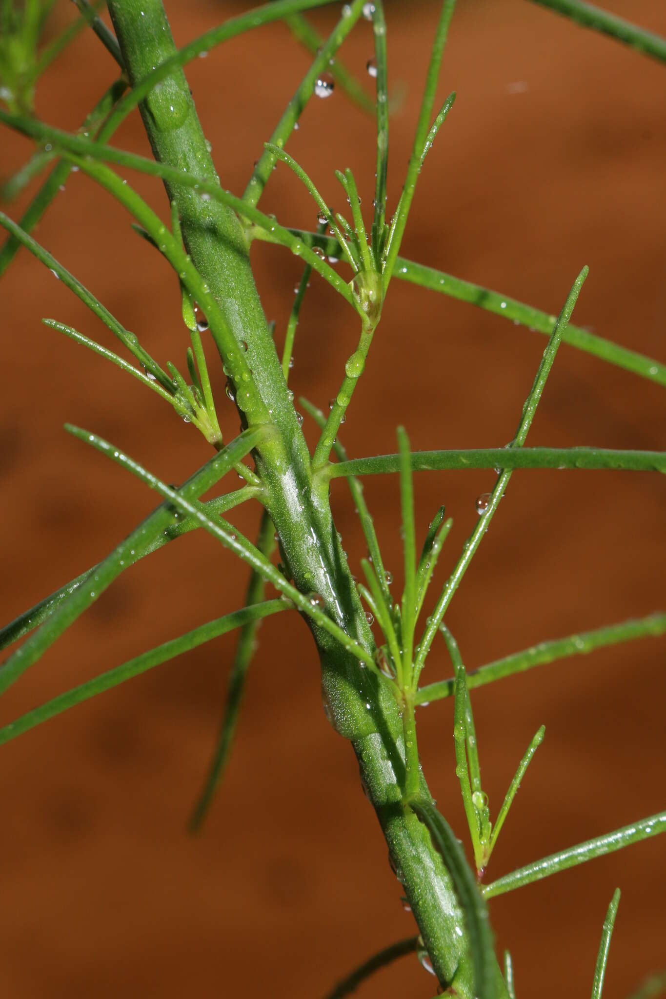 Image of pineneedle toadflax