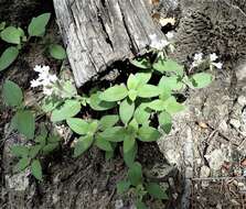 Plancia ëd Draperia systyla (A. Gray) Torr.