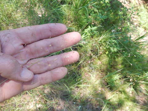 Image of plains lovegrass