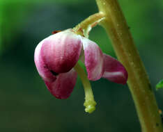 Image de Pyrola asarifolia subsp. asarifolia