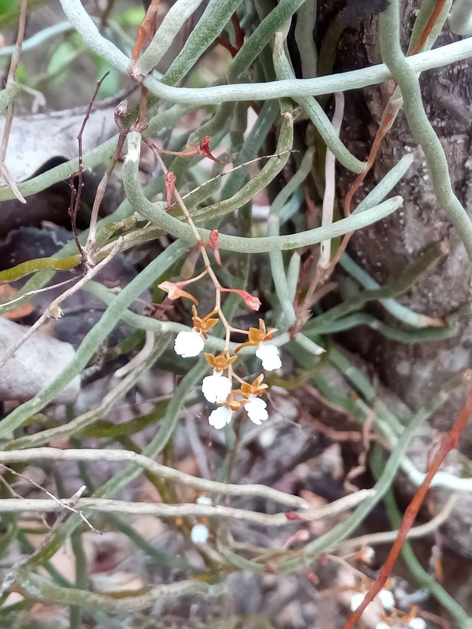 Image of Microcoelia cornuta (Ridl.) Carlsward