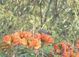 Image of Indian Blackbird