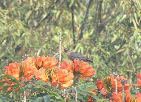 Image of Indian Blackbird