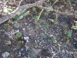 Image of Haworthia herbacea var. herbacea