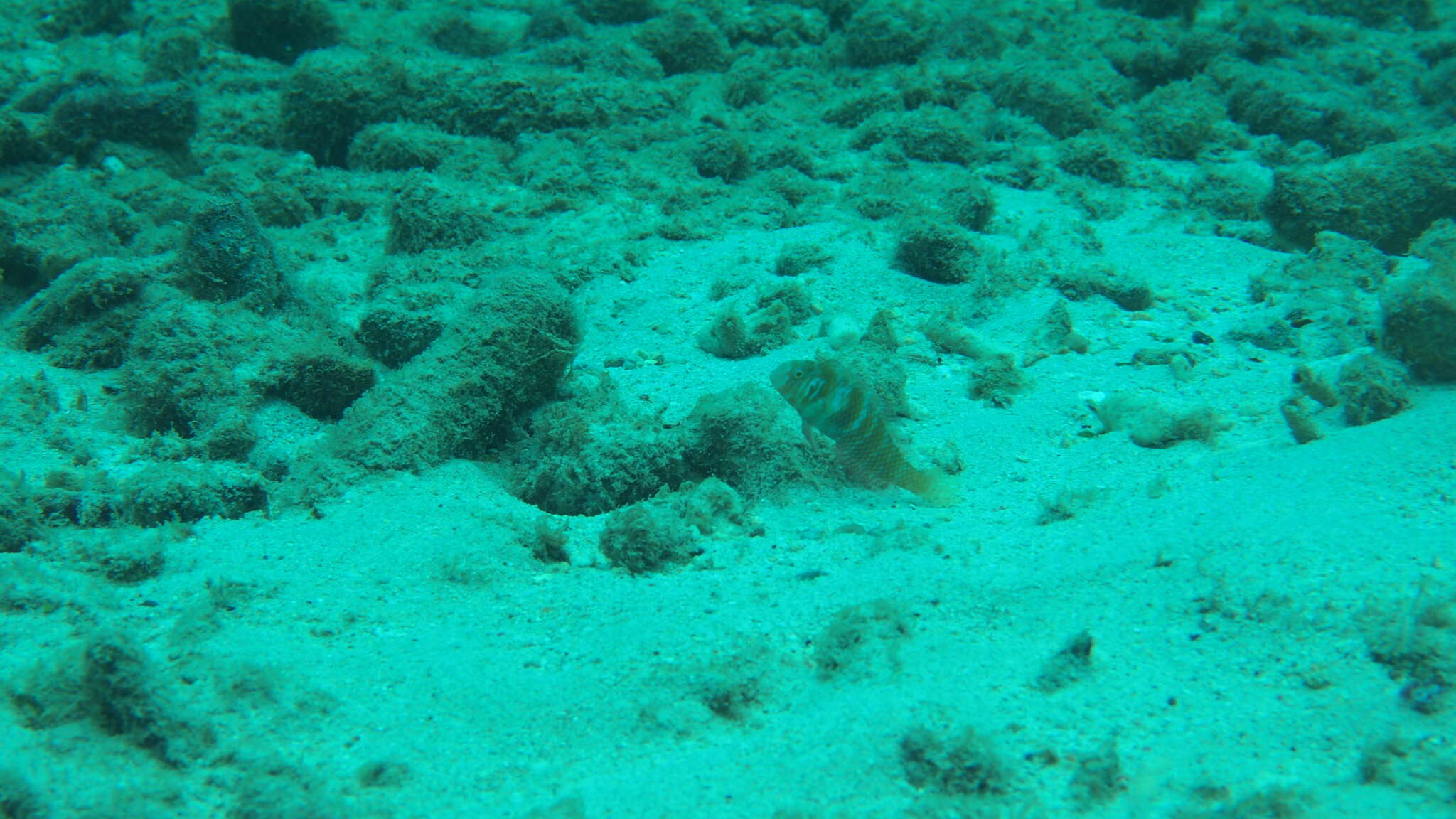 Image of Green razorfish