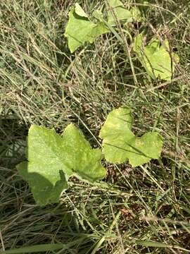 Image of Ozark melon