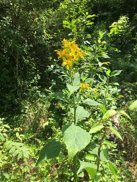 Image of yellow crownbeard