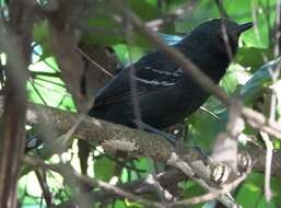 Image of Rio Branco Antbird