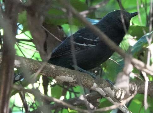 Image of Rio Branco Antbird