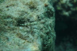 Image of Diamond Lizardfish