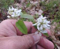 Image de Amelanchier humilis Wiegand