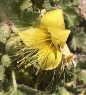 Image of yellow stingbush