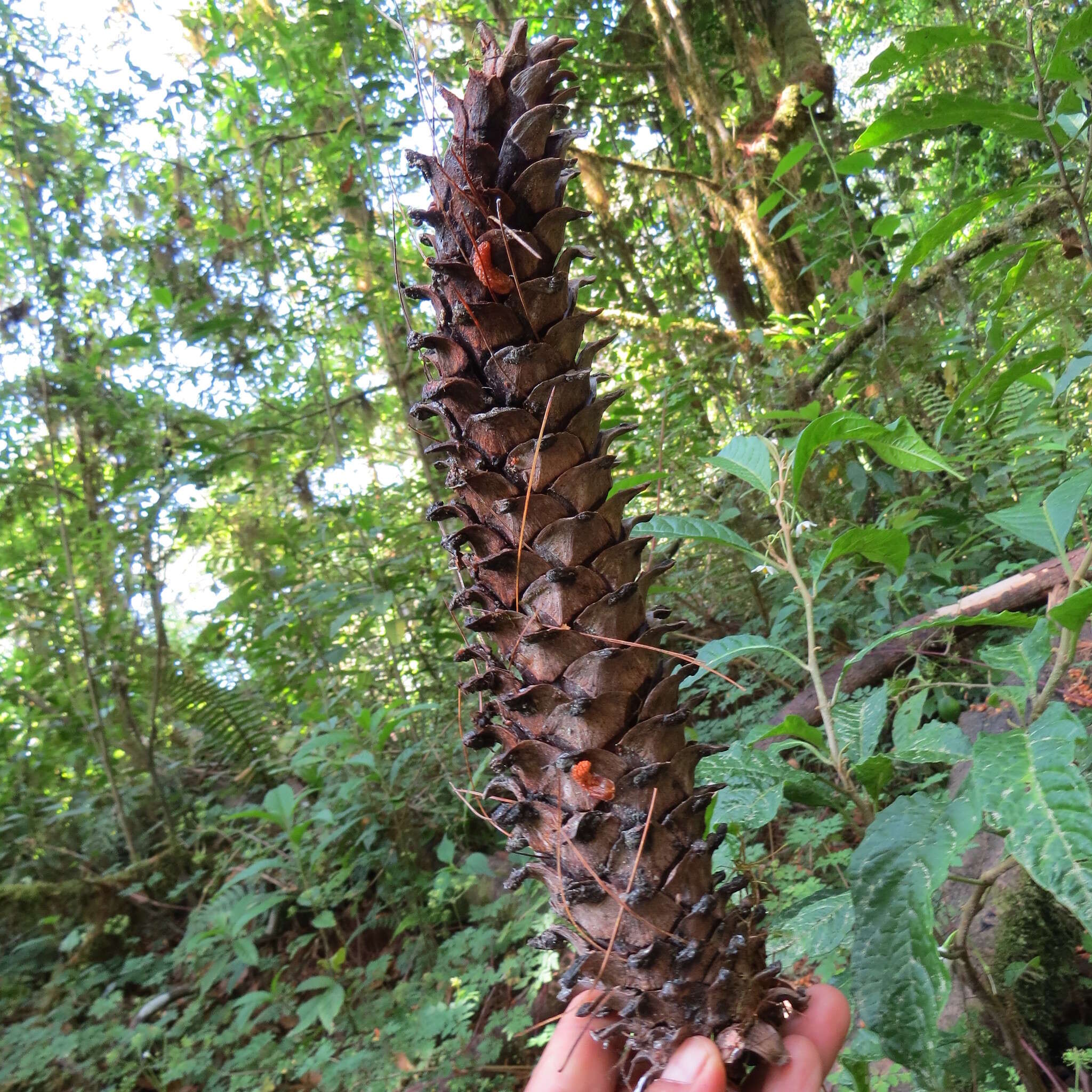 Image of Chiapas White Pine