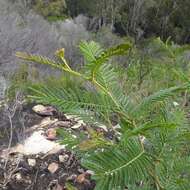 Image of Acacia constablei Tindale