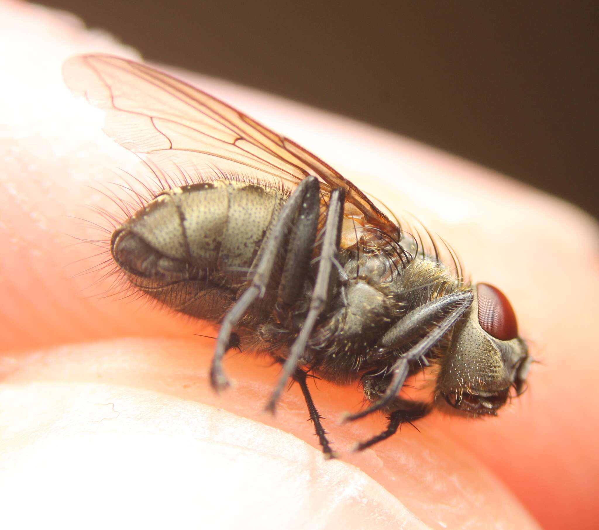 Image of Narrow-cheeked cluster fly