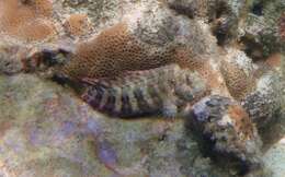 Image de Salarias fasciatus (Bloch 1786)